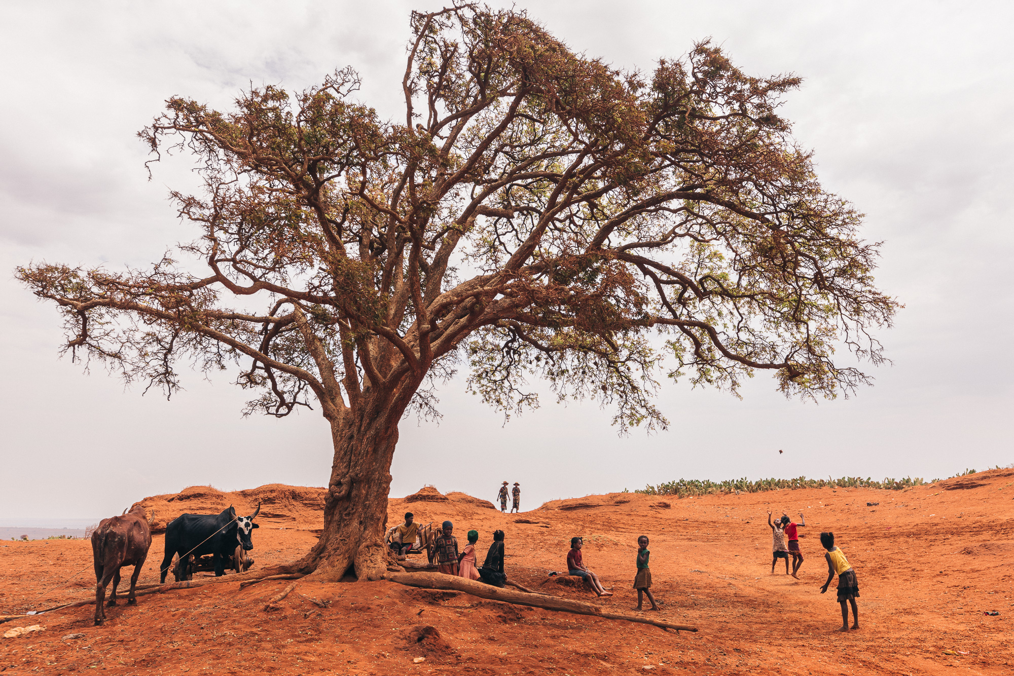 MADAGASCAR – Braver la crise alimentaire